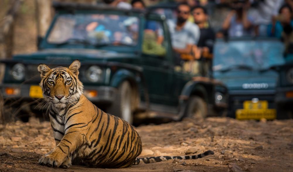 Book Jim Corbett Safari In Corbett National Park
