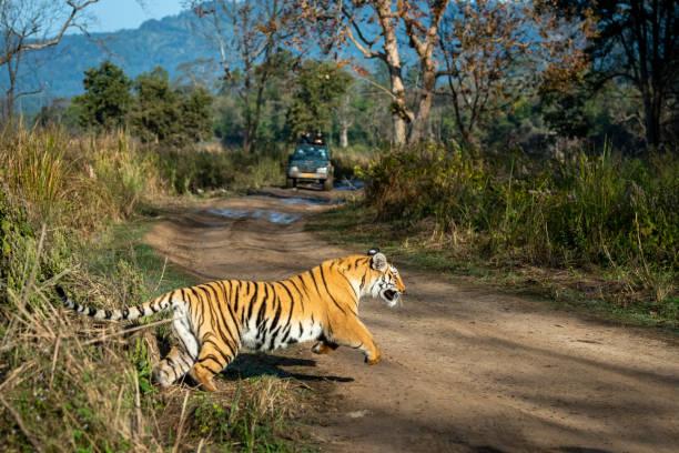 Corbett Big Cats Safari