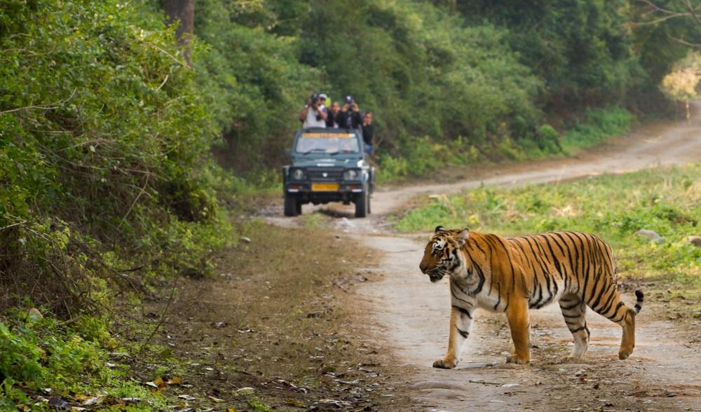 Jim Corbett Safari Booking